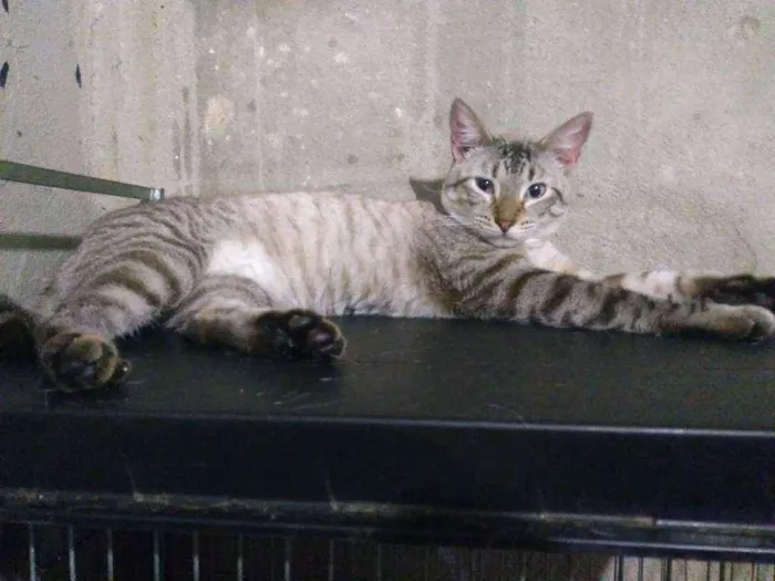 Gato ra a Srd idade 7 a 11 meses nome Macho