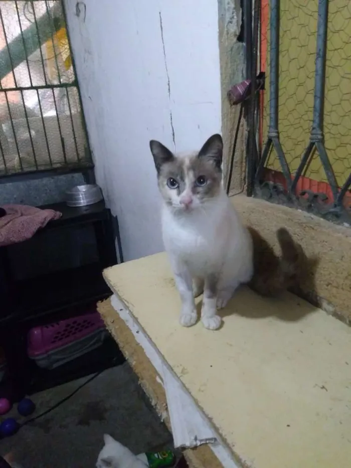 Gato ra a Srd idade 1 ano nome Pituca
