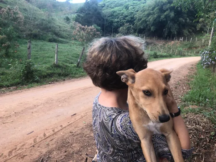 Cachorro ra a SRD idade 2 a 6 meses nome Morenas e Loiros
