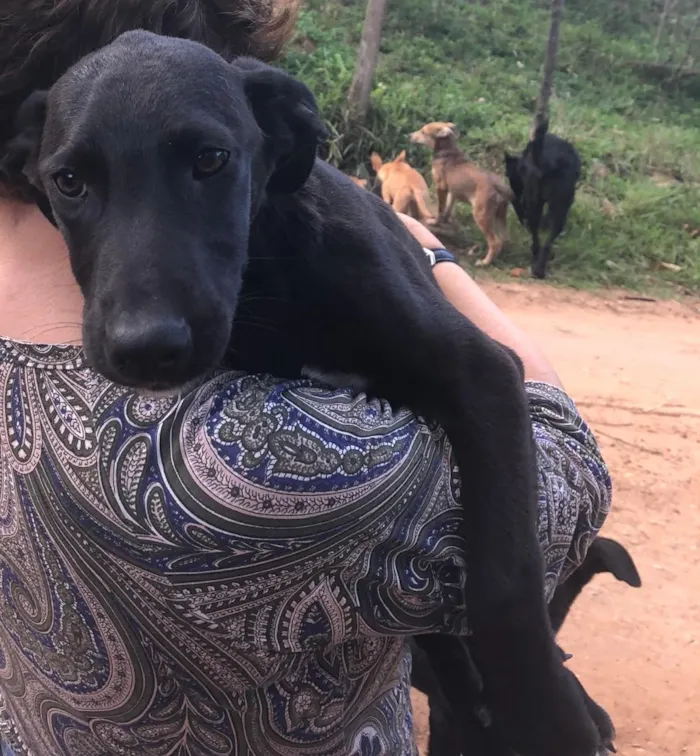 Cachorro ra a SRD idade 2 a 6 meses nome Morenas e Loiros
