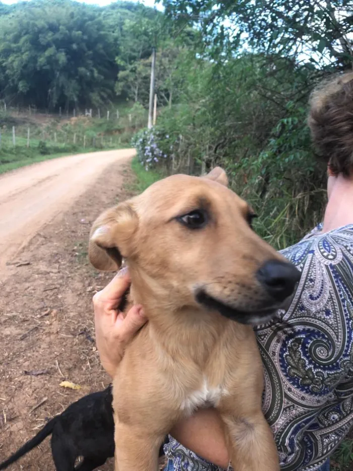Cachorro ra a SRD idade 2 a 6 meses nome Morenas e Loiros