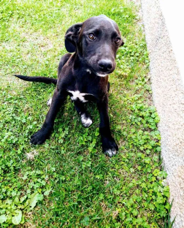 Cachorro ra a SRD idade 2 a 6 meses nome Morenas e Loiros