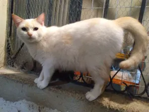 Gato raça Srd idade 1 ano nome Nevasca