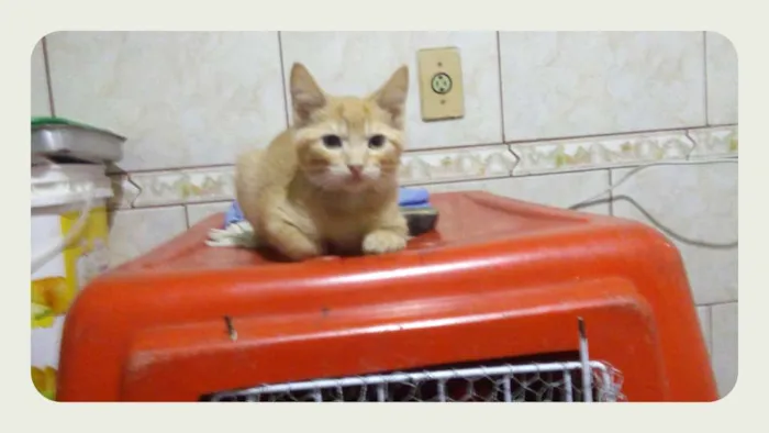 Gato ra a Srd idade 2 a 6 meses nome Joca