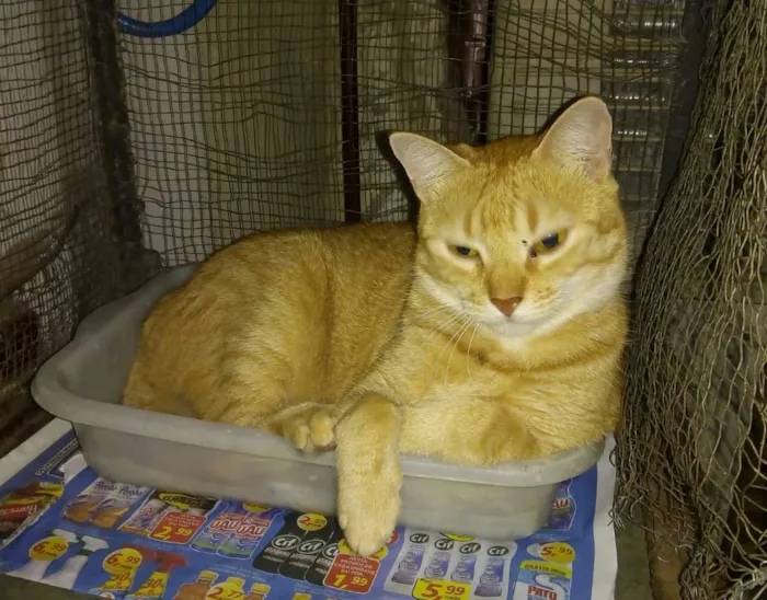 Gato ra a Srd idade 2 anos nome Léia