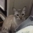 Nina