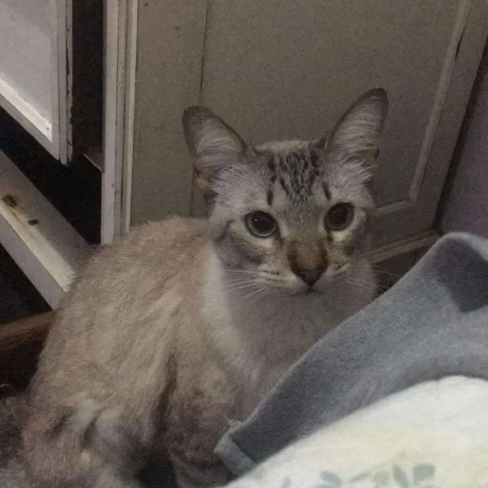 Gato ra a Srd idade 7 a 11 meses nome Nina
