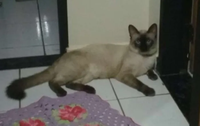 Gato ra a Siamês idade 4 anos nome Maike