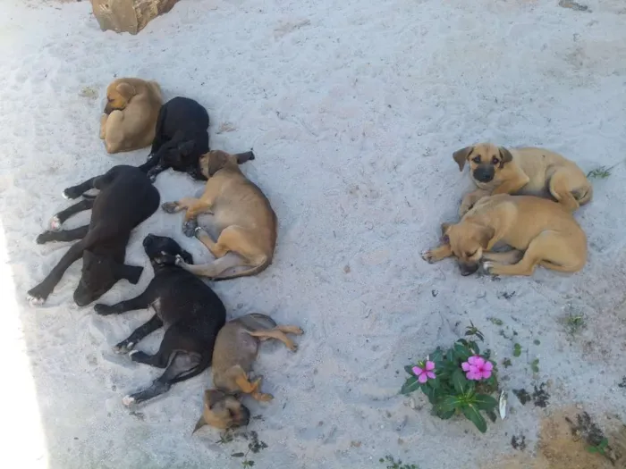Cachorro raça Vira latas idade 2 a 6 meses nome Sem nome