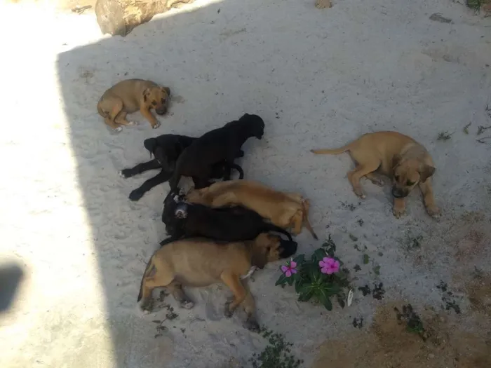 Cachorro raça Vira latas idade 2 a 6 meses nome Sem nome