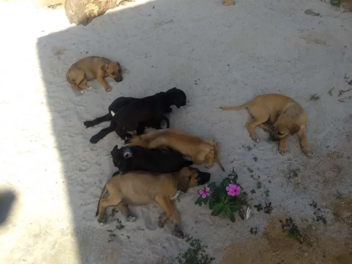Cachorro raça Vira latas idade 2 a 6 meses nome Sem nome