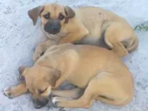 Cachorro raça Vira latas idade 2 a 6 meses nome Sem nome