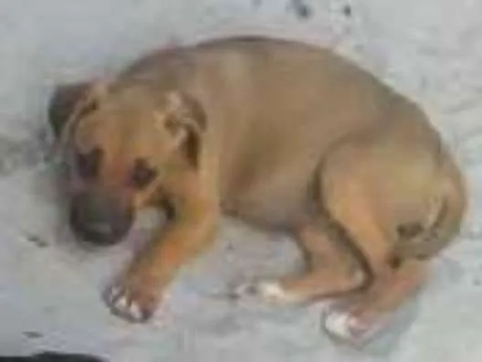 Cachorro raça Vira latas idade 2 a 6 meses nome Sem nome