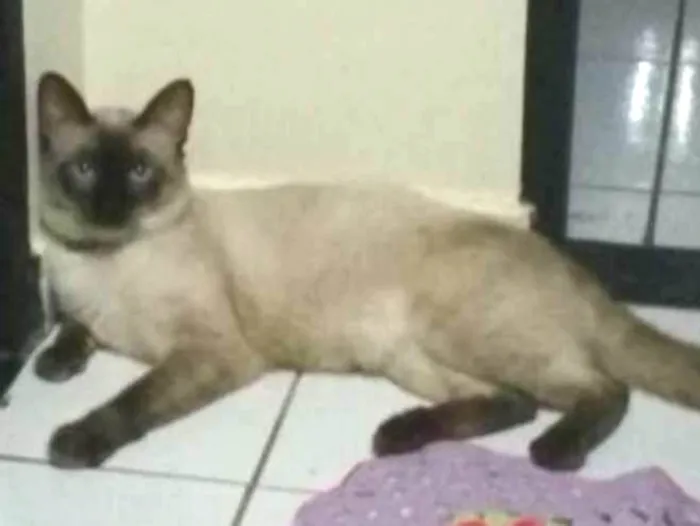 Gato ra a Siamês idade 4 anos nome Maike