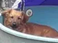 Cachorro raça Vira lata idade 3 anos nome Sheike