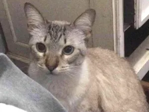 Gato raça Srd idade 7 a 11 meses nome Nina