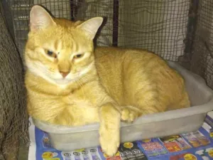 Gato raça Srd idade 2 anos nome Léia