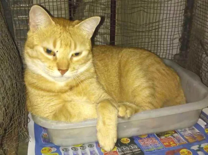 Gato ra a Srd idade 2 anos nome Léia