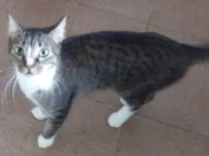 Gato raça Srd idade 1 ano nome Faisca