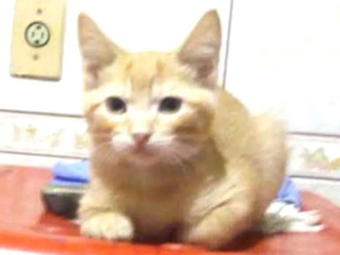 Gato ra a Srd idade 2 a 6 meses nome Joca