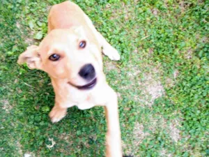 Cachorro raça SRD idade 2 a 6 meses nome Morenas e Loiros