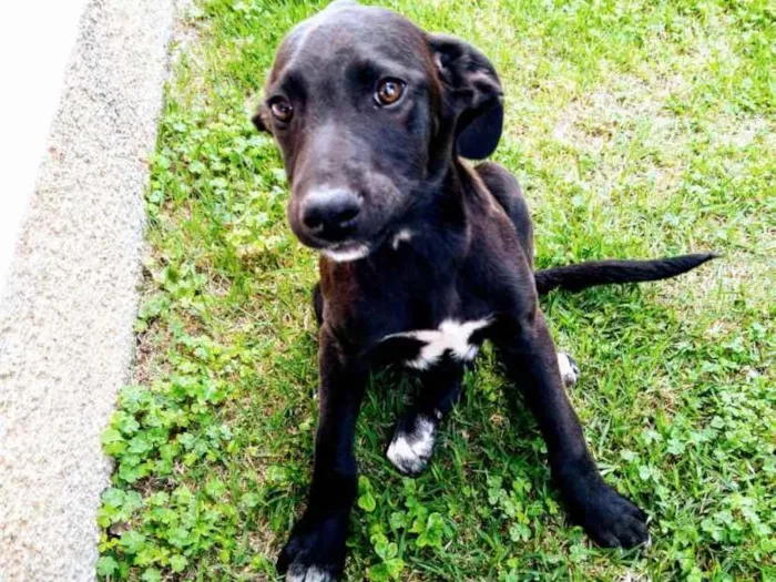 Cachorro ra a SRD idade 2 a 6 meses nome Morenas e Loiros