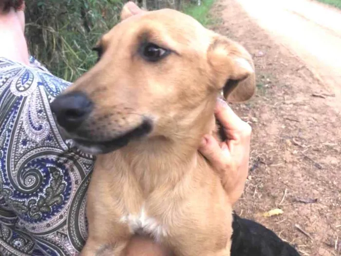 Cachorro ra a SRD idade 2 a 6 meses nome Morenas e Loiros