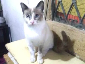 Gato raça Srd idade 1 ano nome Pituca