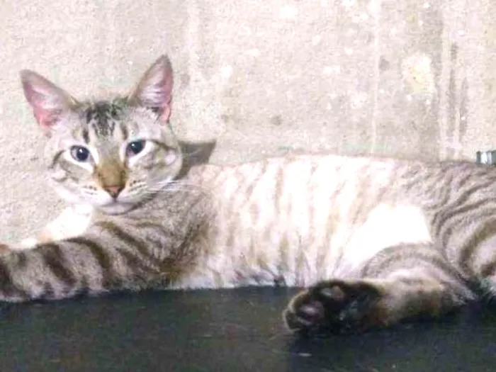 Gato ra a Srd idade 7 a 11 meses nome Macho
