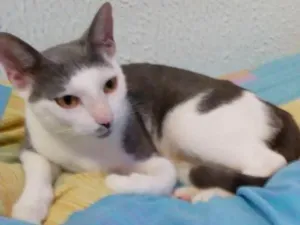 Gato raça SRD idade 2 anos nome Gata
