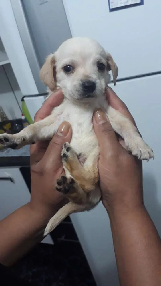 Cachorro ra a Vira lata idade 2 a 6 meses nome Sem nome