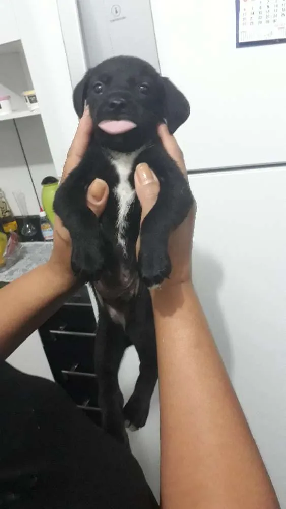 Cachorro ra a Vira lata idade 2 a 6 meses nome Sem nome