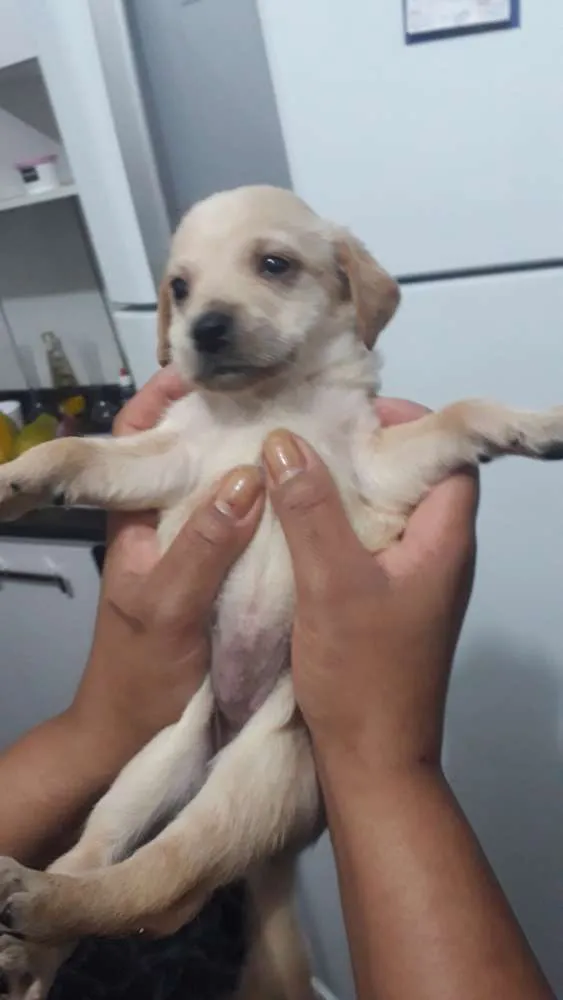 Cachorro ra a Vira lata idade 2 a 6 meses nome Sem nome