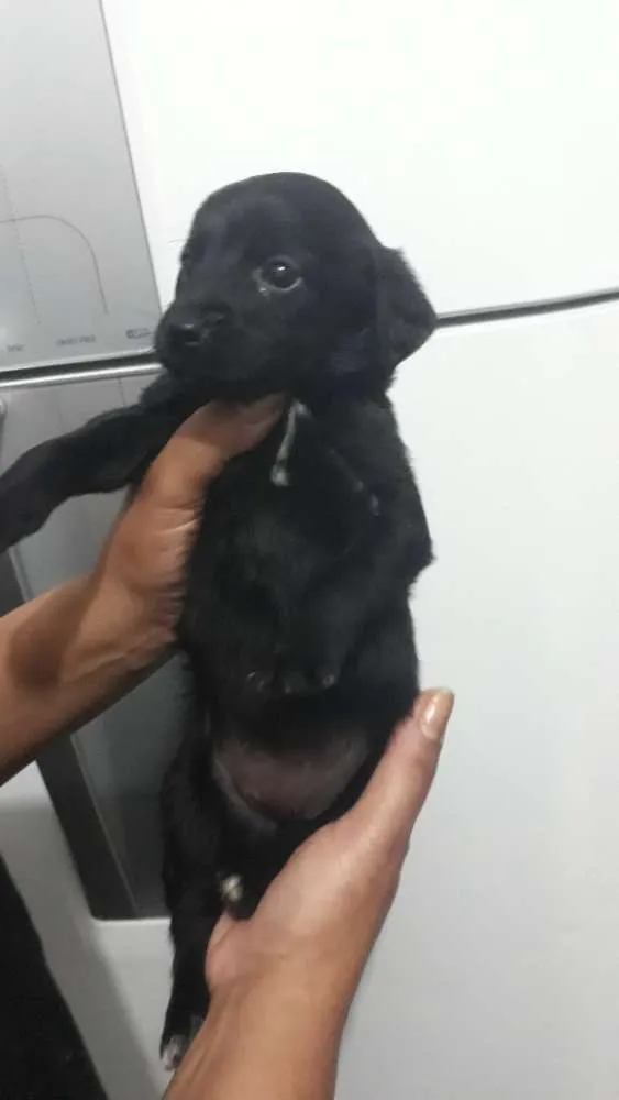 Cachorro ra a Vira lata idade 2 a 6 meses nome Sem nome
