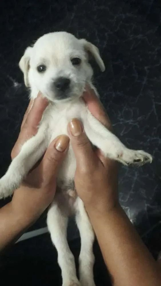 Cachorro ra a Vira lata idade 2 a 6 meses nome Sem nome