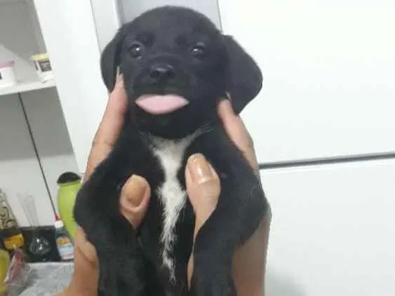 Cachorro ra a Vira lata idade 2 a 6 meses nome Sem nome