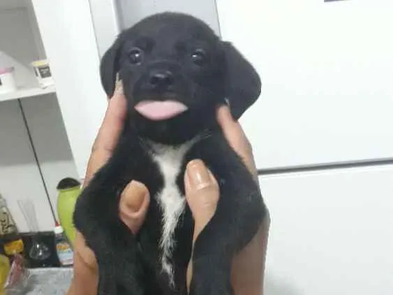 Cachorro ra a Vira lata idade 2 a 6 meses nome Sem nome
