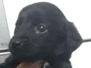 Cachorro raça Vira lata idade 2 a 6 meses nome Sem nome