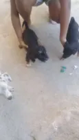 totó
