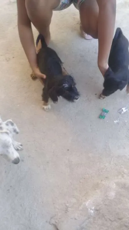 Cachorro raça  idade Abaixo de 2 meses nome totó