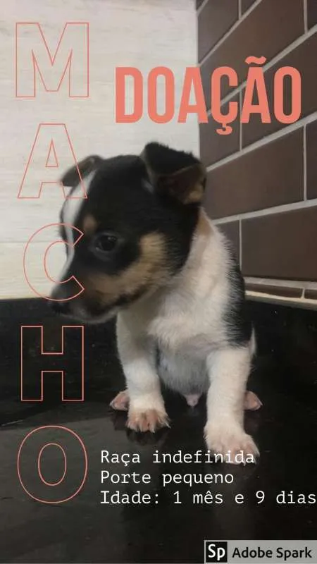 Cachorro ra a vira lata idade 2 a 6 meses nome filhote