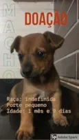 filhote