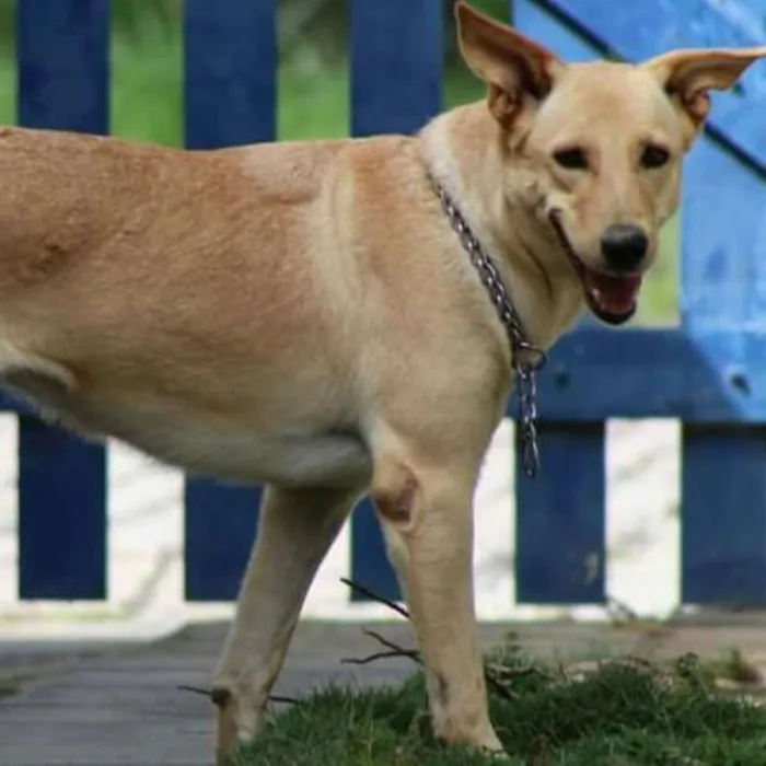 Cachorro raça labrador com pastor  idade 6 ou mais anos nome shakira
