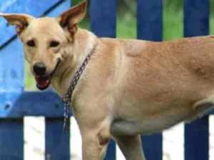 Cachorro raça labrador com pastor  idade 6 ou mais anos nome shakira