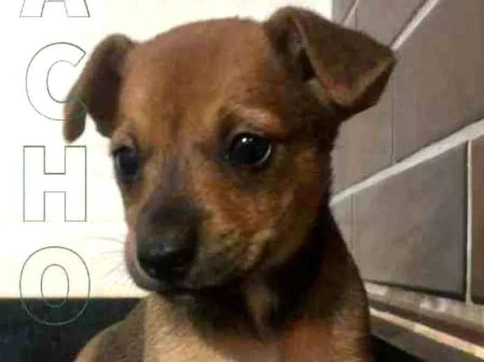 Cachorro ra a vira lata idade 2 a 6 meses nome filhote