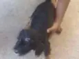 totó
