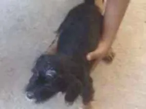 Cachorro raça  idade Abaixo de 2 meses nome totó