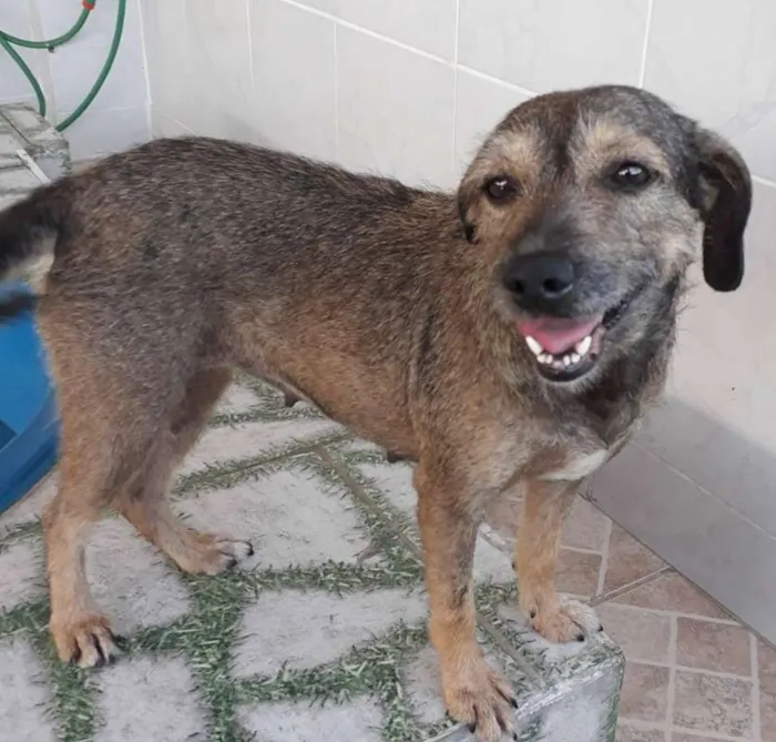 Cachorro ra a SRD idade 2 anos nome Naná