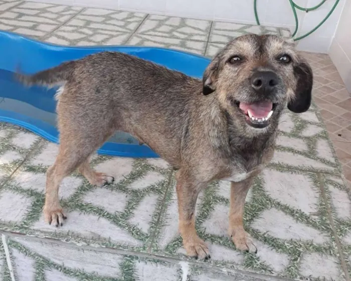 Cachorro ra a SRD idade 2 anos nome Naná
