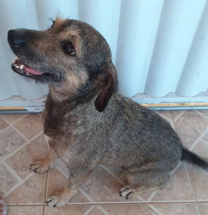 Cachorro ra a SRD idade 2 anos nome Naná